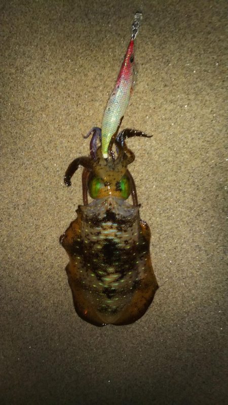 夕マズメエギング